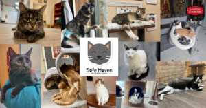 Safe Haven Pet Sanctuary FB